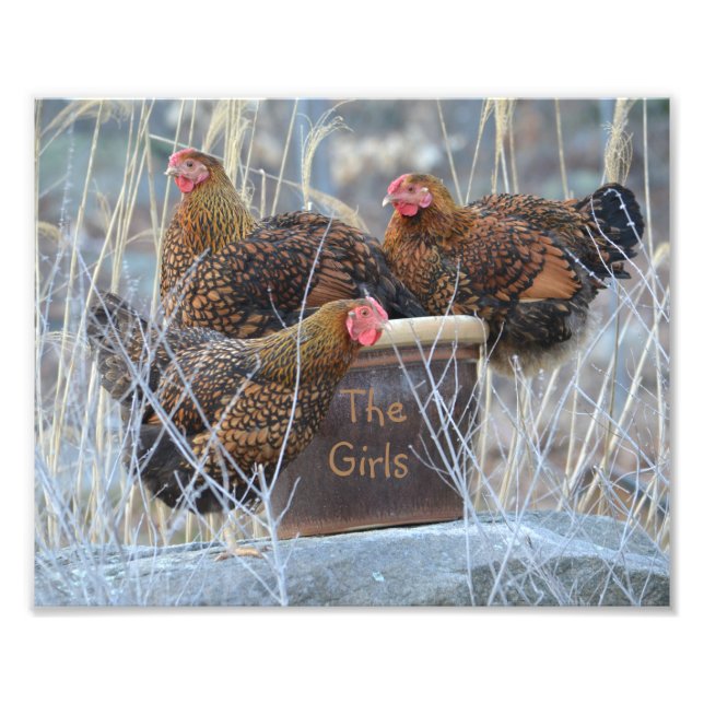 The Girls Chicken Photo Print (Front)