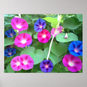 THE GLORY OF THE MORNING GLORY POSTER