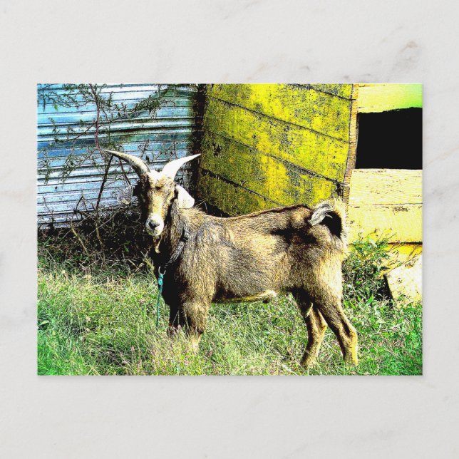 The Goat Postcard (Front)