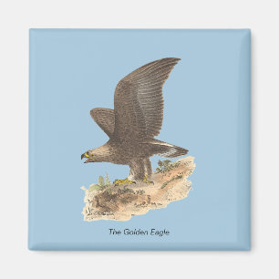 The Golden Eagle (Aquila chrysaetos) NY Bird Image Magnet