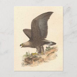 The Golden Eagle	(Aquila chrysaetos) NY Bird Image Postcard