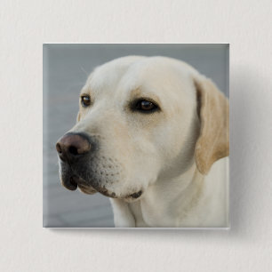 The Golden Labrador 15 Cm Square Badge