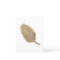 The Golden Leaf -1 Post card 