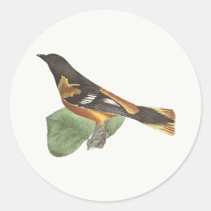 The Golden or Baltimore Oriole (Icterus galbula) Classic Round Sticker