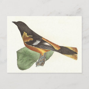 The Golden or Baltimore Oriole (Icterus galbula) Postcard