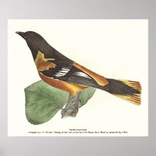 The Golden or Baltimore Oriole (Icterus galbula) Poster