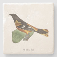 The Golden or Baltimore Oriole (Icterus galbula)