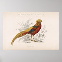 The Golden Pheasant Vintage Victorian Bird
