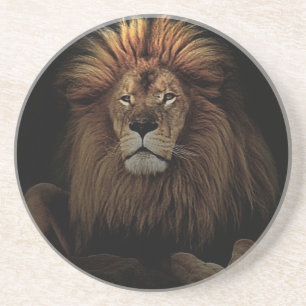 The Golden Proud  Lion Africa Coaster