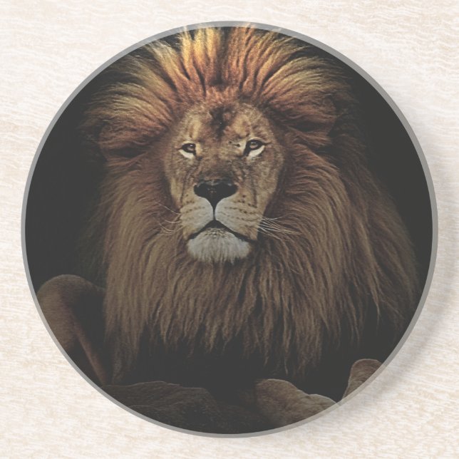 The Golden Proud  Lion Africa Coaster (Front)