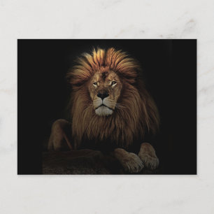 The Golden Proud  Lion Africa Postcard
