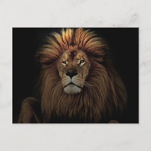 The Golden Proud  Lion Africa Postcard