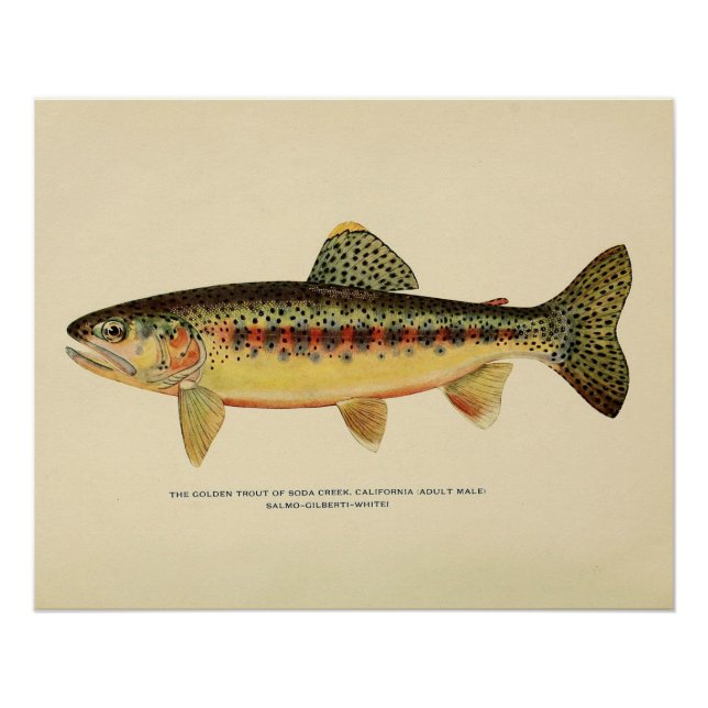 The Golden Trout of Soda Creek, California Poster (Front)