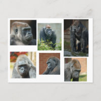 The Gorilla Troop