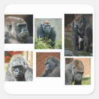 The Gorilla Troop