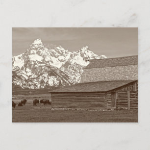 The Grand Tetons from Mormon Row Postcard