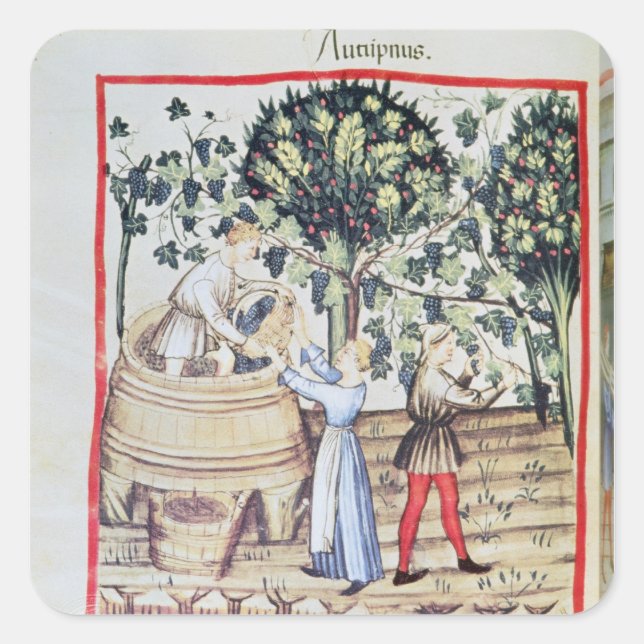 The Grape Harvest, 13th century Square Sticker (Front)