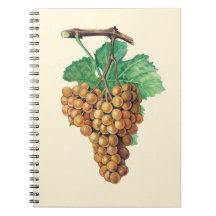 The grapes "terret blanc", colour : buttercream