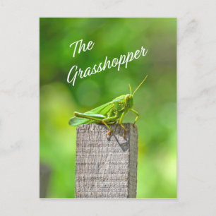 The grasshopper postcard