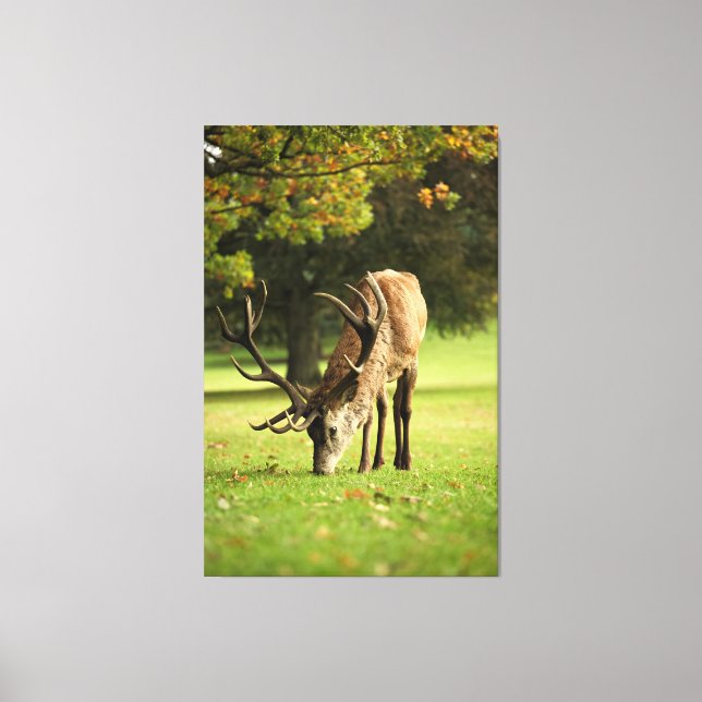 The Grazing Stag Canvas Print (Front)