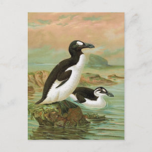The Great Auk Vintage Bird Illustration Postcard