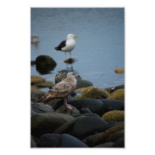 The Great Black-backed Photo Print