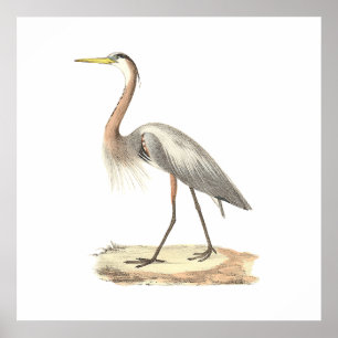 The Great Blue Heron  (Ardea herodias) Poster