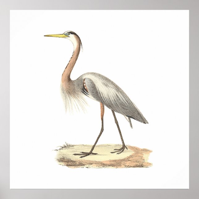 The Great Blue Heron  (Ardea herodias) Poster (Front)
