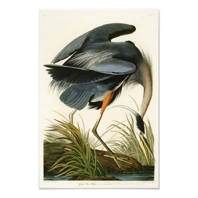 The Great Blue Heron John Audubon Birds of America Photo Print (Front)