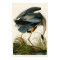 The Great Blue Heron John Audubon Birds of America
