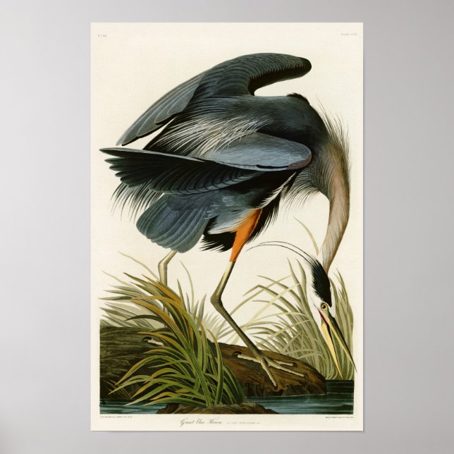 The Great Blue Heron John Audubon Birds of America Poster (Front)