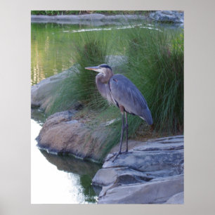 The Great Blue Heron Poster