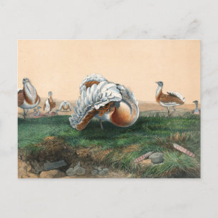 The Great Bustard by Joseph Wolf Postcard