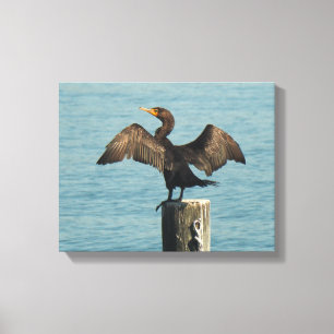 The great cormorant (Phalacrocorax carbo) Canvas Print