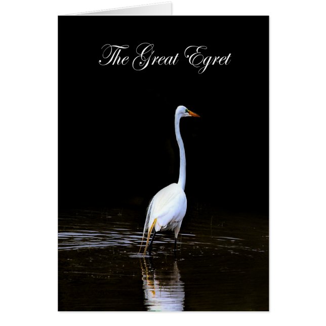 The Great Egret water- WETLANDS COLLECTION - Blank (Front)