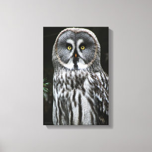 The Great Grey Owl 11x16.5 (27.5x41.25cm) waccna Canvas Print