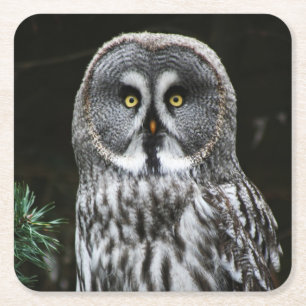 The Great Grey Owl coastercn Square Paper Coaster