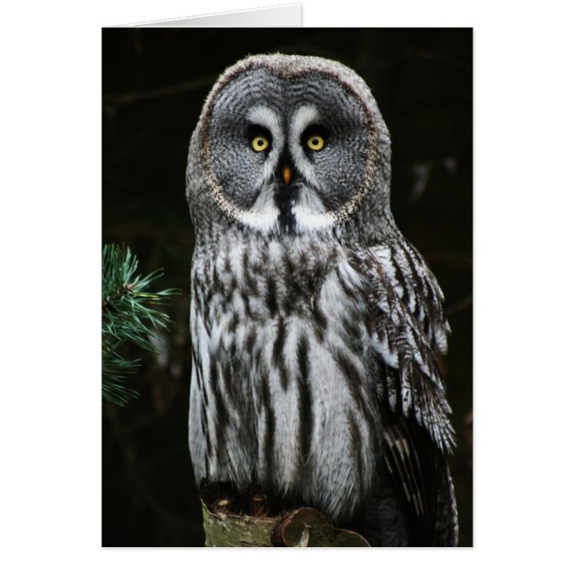 The Great Grey Owl gccn (Front)