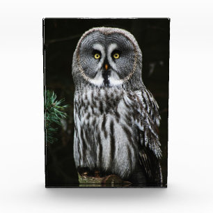 The Great Grey Owl pbcn Photo Block