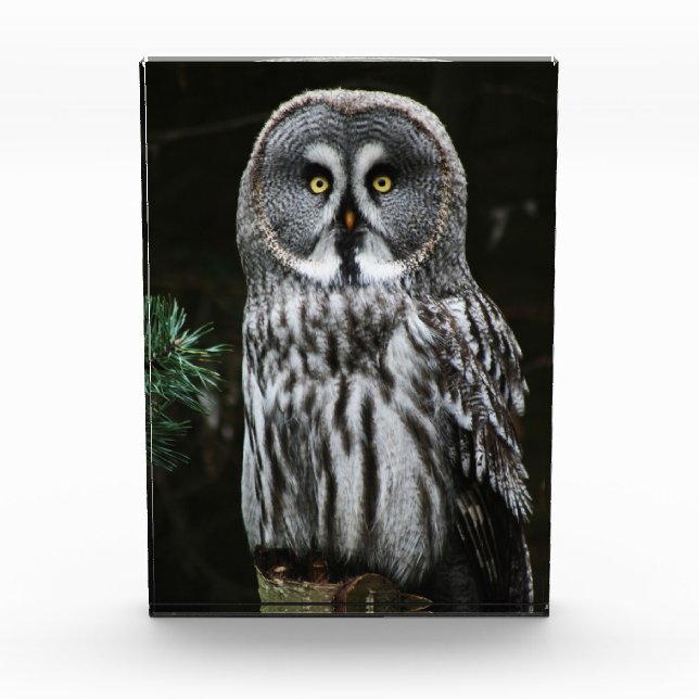 The Great Grey Owl pbcnm Photo Block (Front)