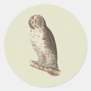 The Great Grey Owl (Strix nebulosa) NY Bird Image Classic Round Sticker