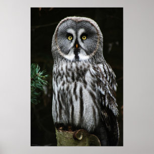 The Great Grey Owl wapcn Poster