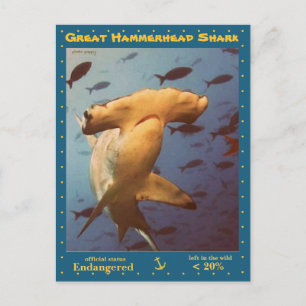 The Great Hammerhead Shark is endangered, a - Postcard