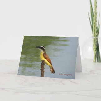 The Great Kiskadee Card