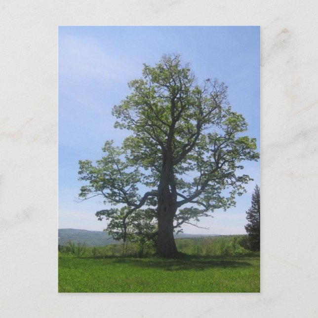 the great oak postcard (Front)