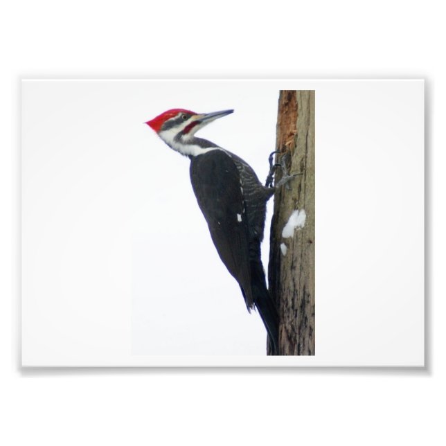 The Great Pileated Woodpecker 7x5 Photographic Pri Photo Print (Front)