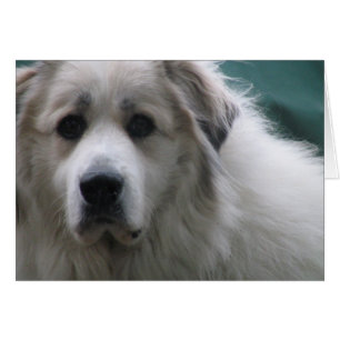 The Great Pyrenees, Gentle Giant