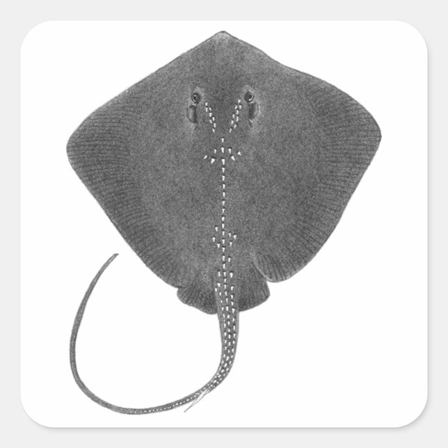 THE GREAT SOUTHERN SQUARE STICKER (Front)