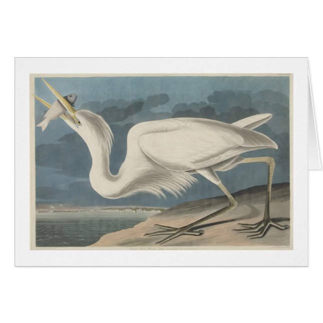 The Great White Heron (Front Horizontal)