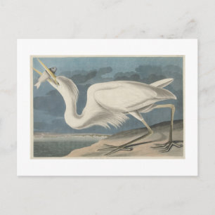 The Great White Heron Postcard